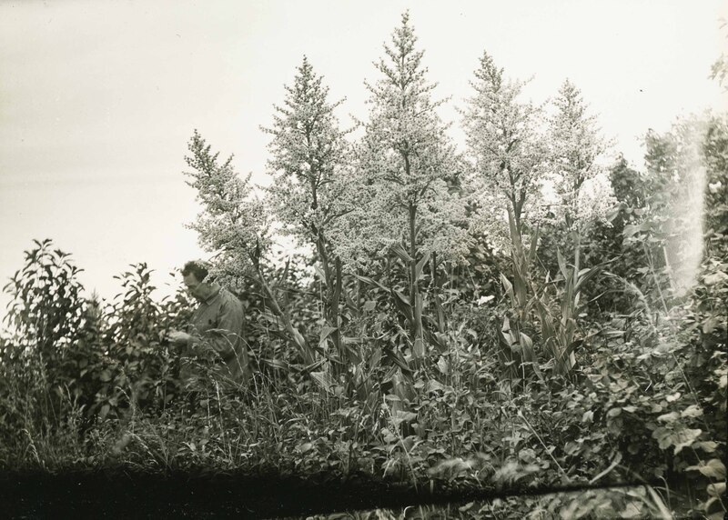 item thumbnail for Flora of Idaho and Washington | Click to go to collection