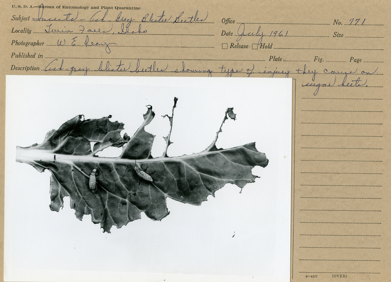 item thumbnail for Plant, Soil, and Entomological Sciences Records | Click to go to collection