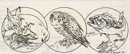 item thumbnail for Idaho Chapter of the Wildlife Society Collection